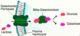 Beta-galactoside permease