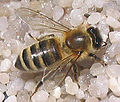 Honey bee