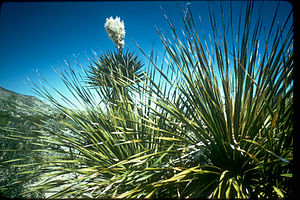 Big Bend National Park BIBE2992.jpg