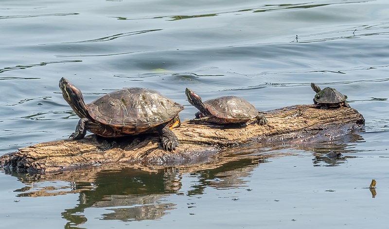 File:Big medium small turtles in Prospect Park (13992).jpg