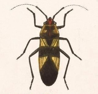 <i>Oncopeltus cingulifer</i> Species of seed bug