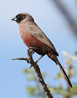 <span class="mw-page-title-main">Black-faced waxbill</span> Species of bird