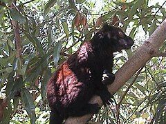 Male Black lemur at Nosy Komba