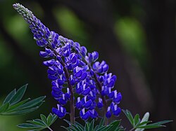 Blaue. 
 Lupine.jpg