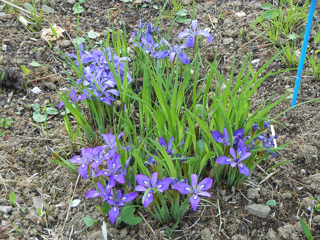 Iris rossii