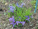 Blue and purplered Iris rossii Baker flowers in Kuboizumi Saga.JPG