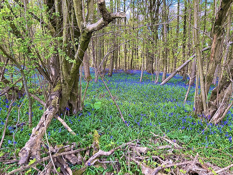 File:Bluebell wood in the Clent Hills.jpg