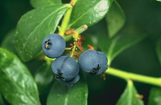 Blueberry Section of plants