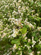 Bloeiende boekweit (Haren, Gr)