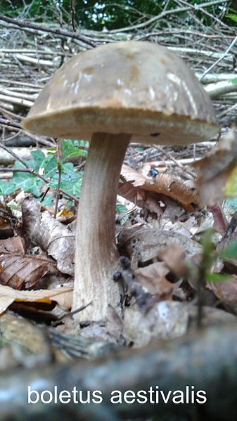 File:Boletus aestivalis (coté).jpg