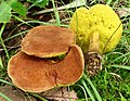 Boletus innixus (Syn. Pulveroboletus innixus)