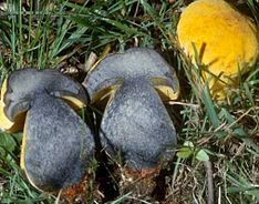 Подберезовик ложный (Boletus pseudosulphureus) 318856.jpg