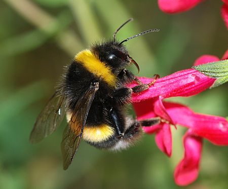 Bombus