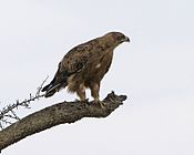 Booted Eagle (Hieraaetus pennatus) (2821390977).jpg