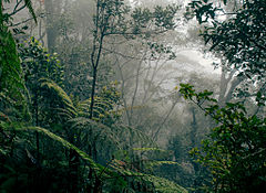 Hawaiian tropical rainforests - Wikipedia