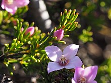 Boronia oxyantha flowers.jpg