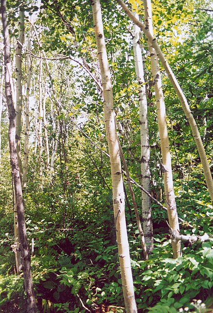 Paper birch in Quebec Bouleau.jpg