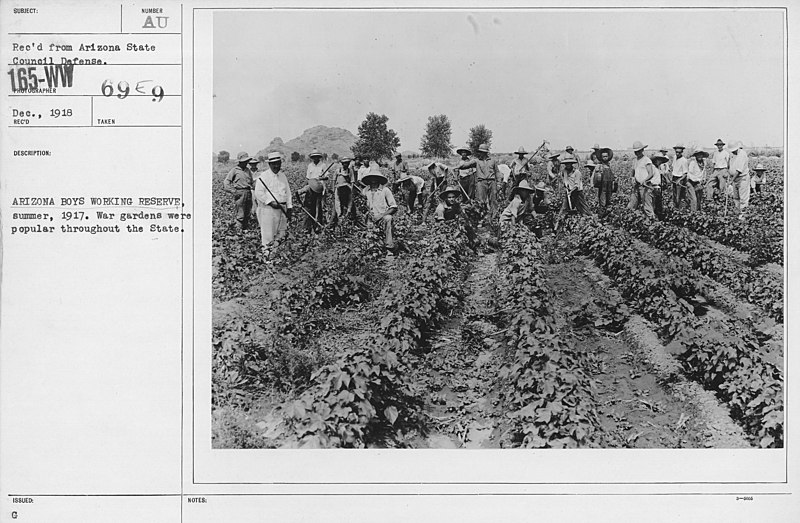 File:Boy's Activities - U.S. Working Boy's Reserve - Arizona Boys' Working Reserve, summer, 1917. War gardens were popular throughout the State - NARA - 20808862.jpg