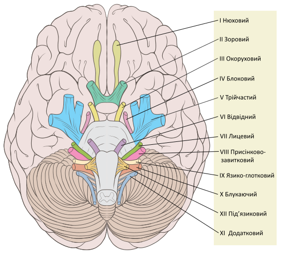 File:Brain human normal inferior view with labels uk.svg