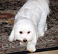 Coton de Tulear