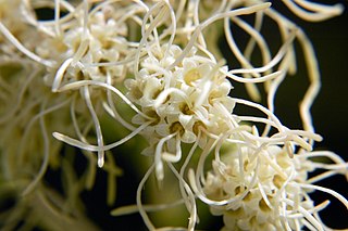 <i>Brickellia eupatorioides</i> species of plant