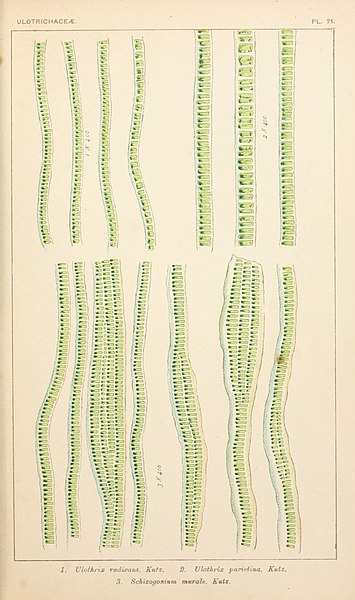 File:British fresh-water algae, exclusive of Desmidieae and Diatomaceae (1882-1884) (20230090700).jpg
