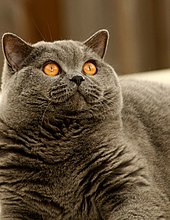 The British Shorthair was an inspiration for the Cheshire Cat in Lewis Carroll's Alice in Wonderland. Britskorthaar-64091287828362D7bA.jpg