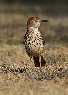 Brown thrasher Brown Thrasher.jpg