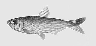 <i>Bryconops transitoria</i> Species of fish