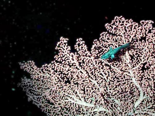 Grenadier fish (Coryphaenoides sp.) and bubblegum coral (Paragorgia arborea) on the crest of Davidson Seamount. These are two species attracted to the