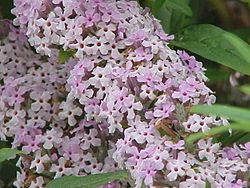 Kesäsyrikkä (Buddleja alternifolia)