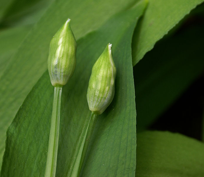 File:Buds - ramsons (2494904307).jpg