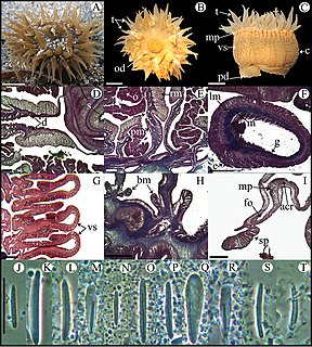 <i>Bunodosoma cavernatum</i> Species of sea anemone