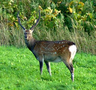 Yezo sika deer