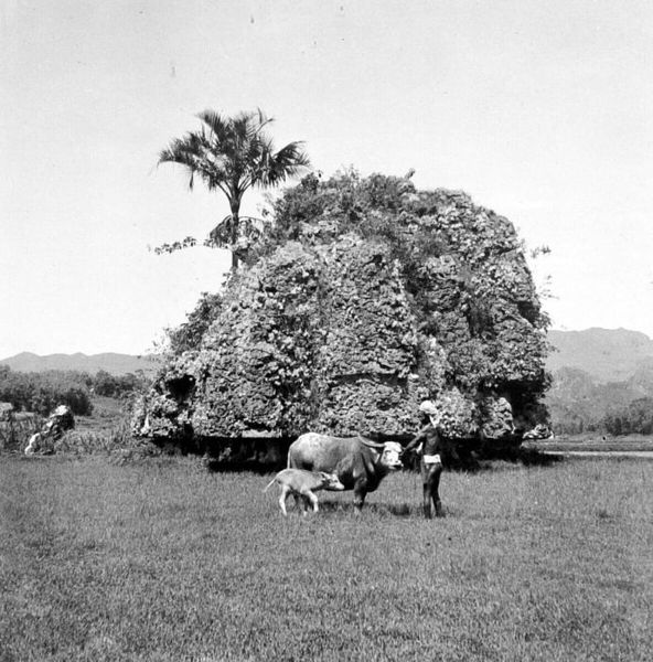 File:COLLECTIE TROPENMUSEUM Aan de voet van dit restant kalksteenformatie is duidelijk de uitholling van de branding te zien Celebes TMnr 10004496.jpg