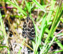 CSIRO ScienceImage 496 Female Synemon plana.jpg