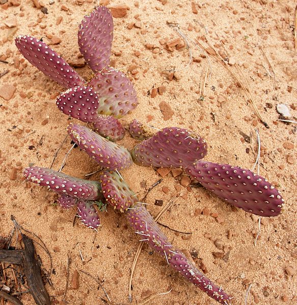 File:Cactus, Zion National Park (3449353574).jpg