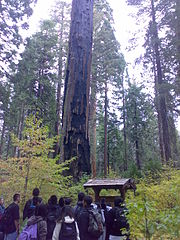 A tree in the North Grove that was harmed by human activity and burned in the 1908 fire