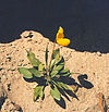 Calceolaria polyrrhiza (9082314006).jpg