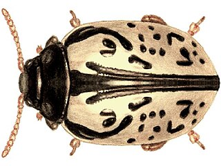 <i>Calligrapha vicina</i> Species of beetle