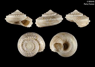<i>Calliotropis trieres</i> Species of gastropod