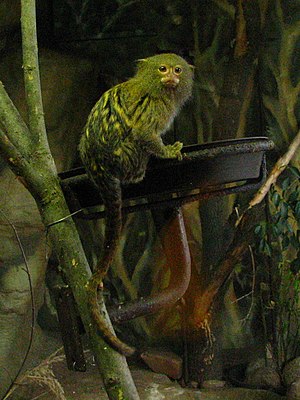 Cebuella pygmaea – Wikipédia, a enciclopédia livre