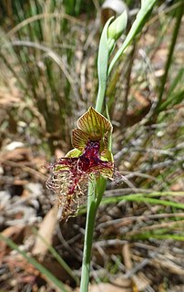 <i>Calochilus therophilus</i> Species of orchid
