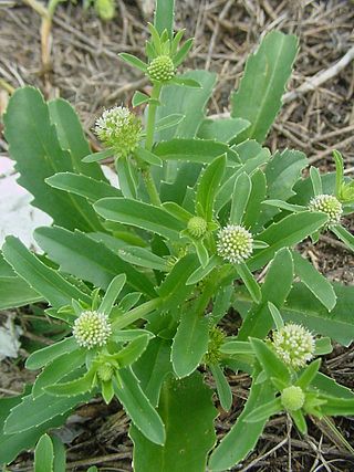 <i>Calycera</i> Genus of flowering plants