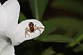 * Nomination Camaricus formosus sitting on Barleria cristata flower --Vengolis 03:16, 5 August 2015 (UTC) * Promotion Good quality. --Johann Jaritz 04:00, 5 August 2015 (UTC)