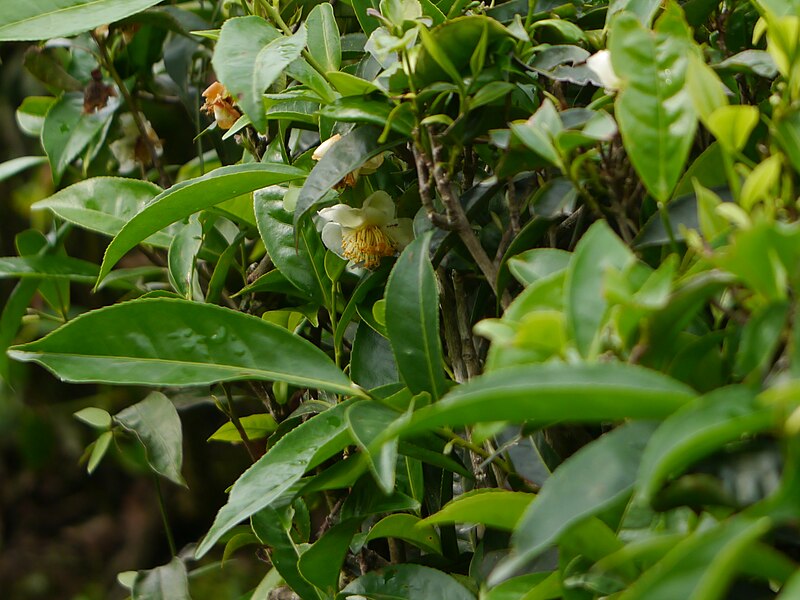 File:Camellia sinensis (14517254911).jpg