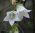 Campanula alliariifolia