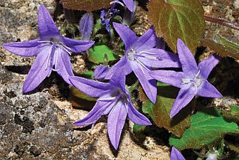 Campanula garganica ssp cephallenia