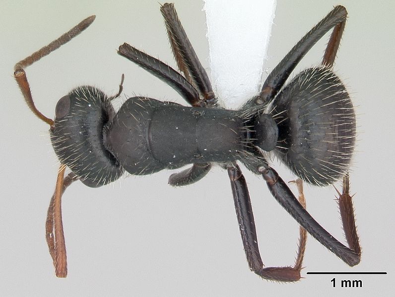 File:Camponotus cameranoi casent0173400 dorsal 1.jpg