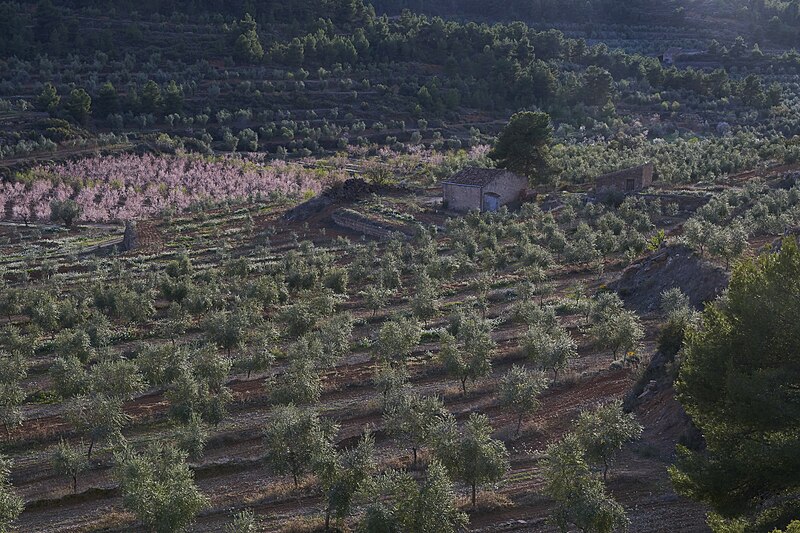 File:Camps d'oliveres i ametllers a les Garrigues.jpg